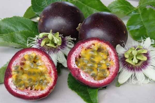Manfaat Dari Buah Markisa (Passiflora edulis) Yang Rasanya Sedikit Asam