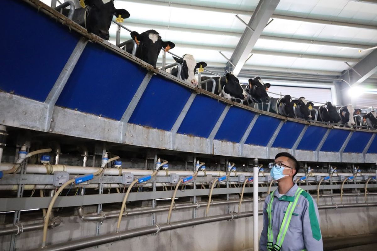 Teknologi Kecerdasan Buatan dalam Pengelolaan Peternakan Sapi di China: Sebuah Inovasi dalam Produksi Susu