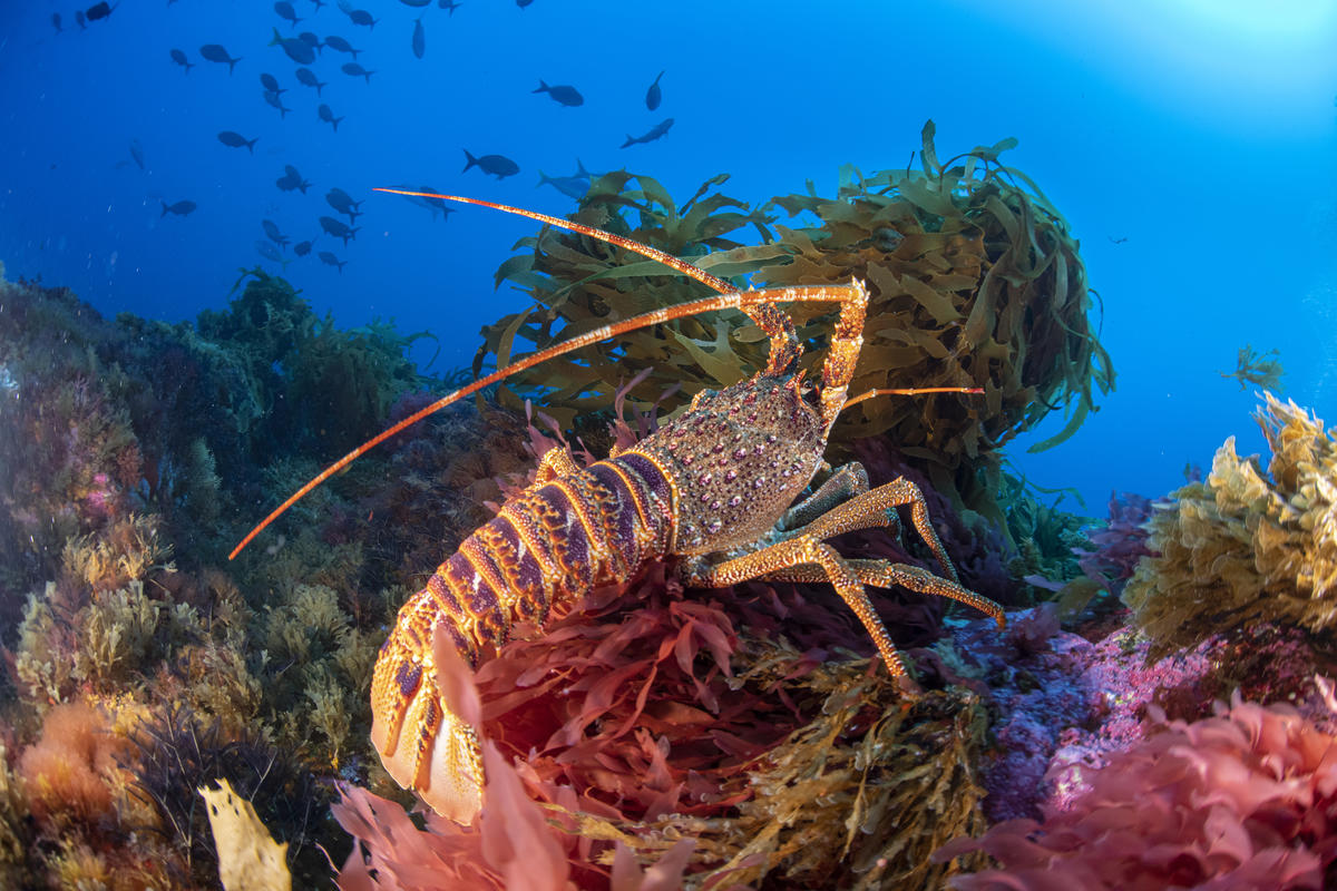 Strategi Bertahan Hidup Lobster