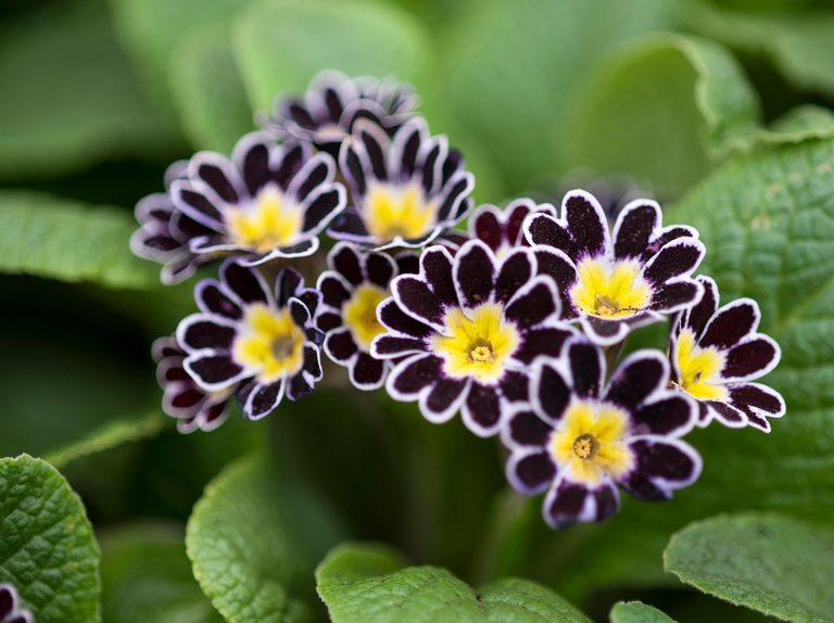 The Silver Lace Black Flower: A Striking Beauty with a Mysterious