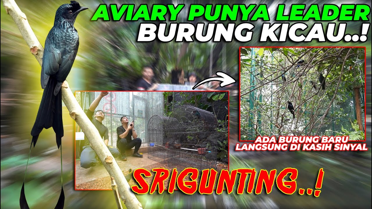 Curhatan Pilu Pria Delhi Kehilangan Burung Kesayangan, Kisahnya Viral di Reddit dan Bikin Haru Netizen